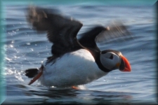 Puffin